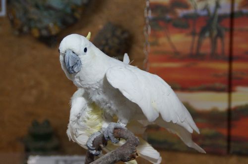 cockatoo bird parrot