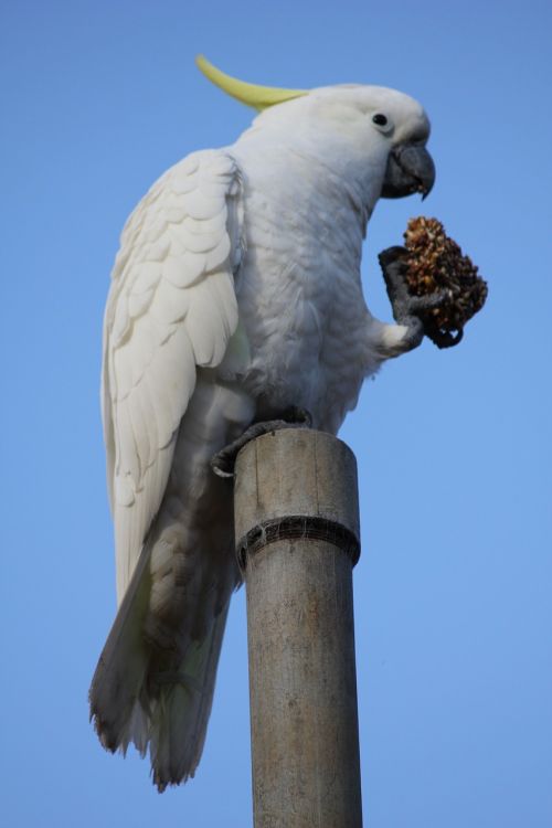 cockatoo bird nature