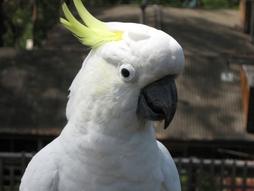 cockatoo australia beak