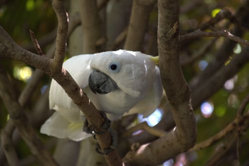 cockatoo parrot white