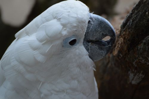 cockatoo bird kromsnavel