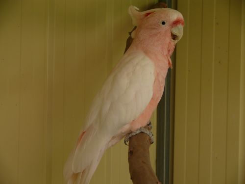 cockatoo parrot birds
