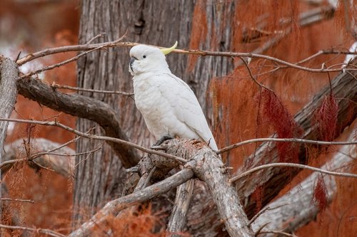 cockatoo  bird  wild