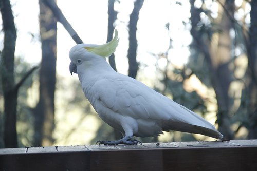 cockatoo  australia  rainforest
