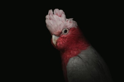 cockatoo  cockatoo pink  portrait