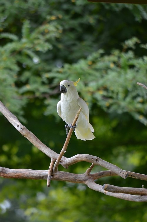 cockatoo  bird  beak