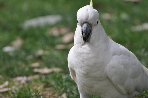 cockatoo  bird  australia