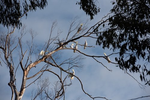 cockatoo  sulphur-crested cockatoo  parrot