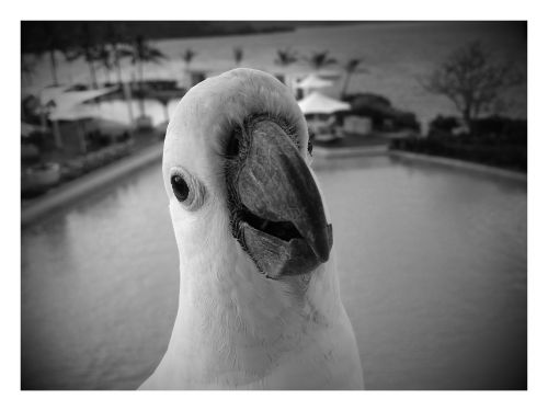 cockatoo white black