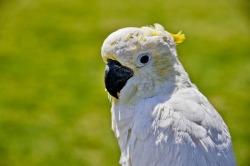 Cockatoo Looking At Camera