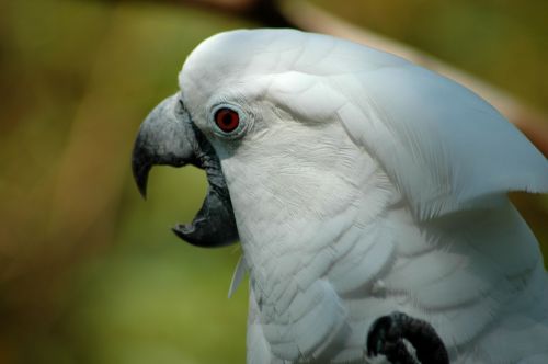 Cockatoo Profile