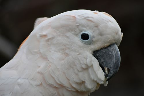 cockatoos bird head