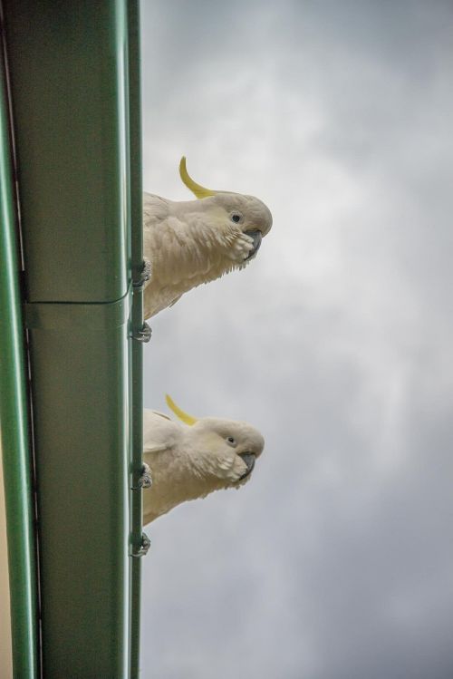cockatoos birds parrots