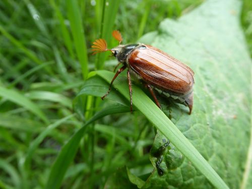 cockchafer spring zelhem