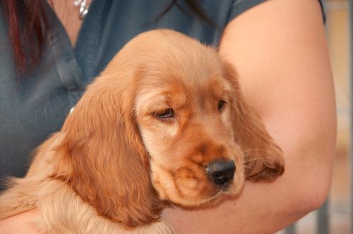 cocker cocker spaniel puppy