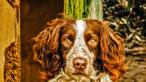 springer spaniel dog looking