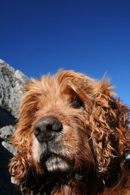 cocker spaniel dog portrait dog