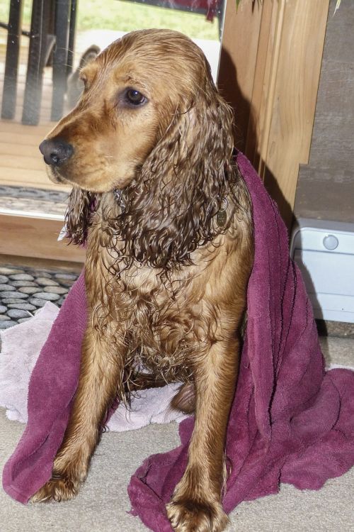 cocker spaniel wet dirty