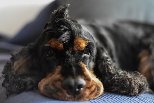 cocker spaniel  dog  animal