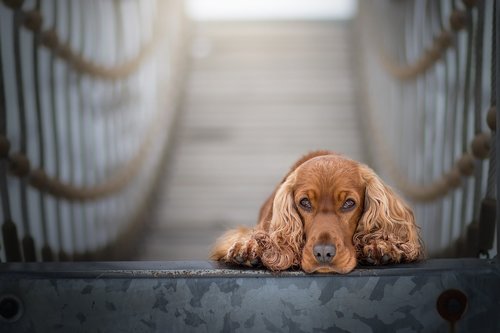 cocker spaniel  spaniel  sets