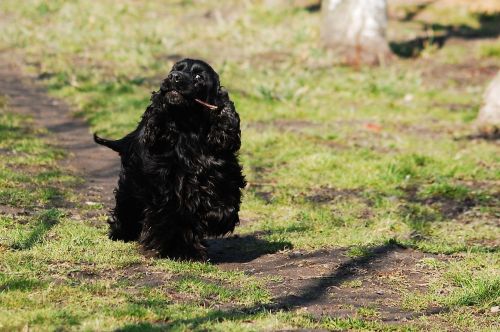 cocker spaniel english cocker spaniel coker