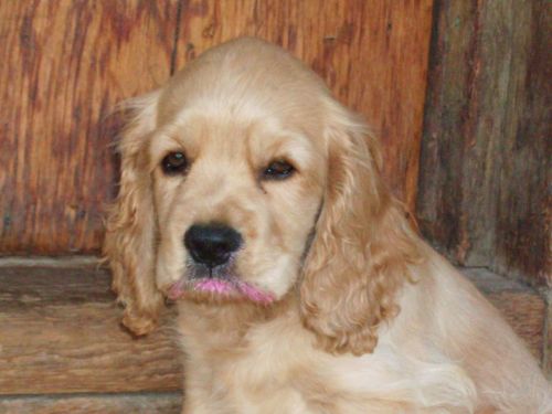 Cocker Spaniel With Pink Lips