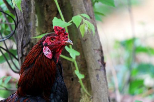 cockerel rooster chicken