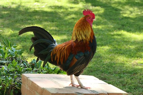 cockerel  grass  rooster