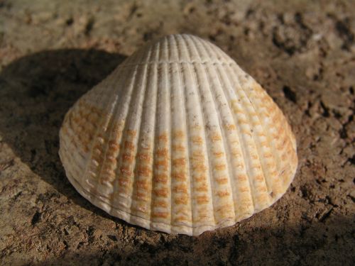 cockle shell beach