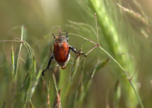 cockroach red climbing