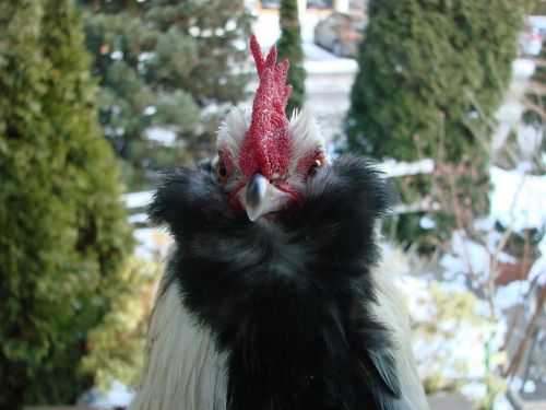 cockscomb hahn chicken