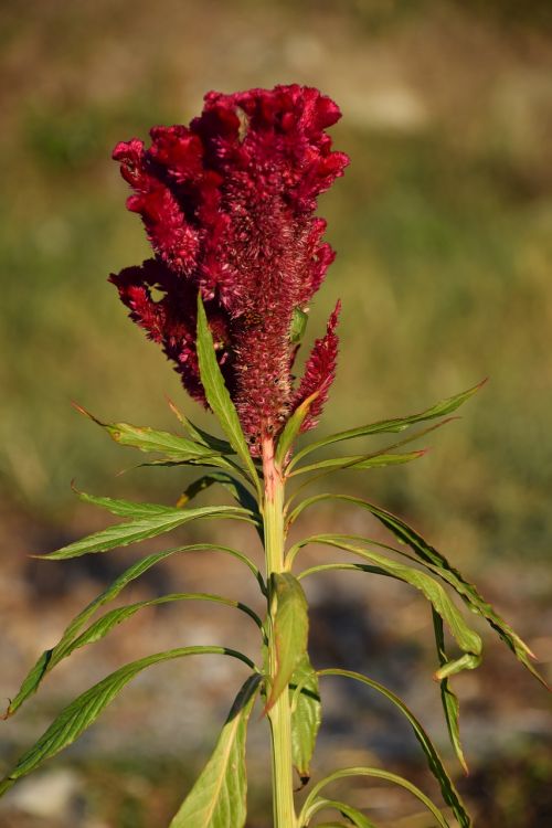 cockscomb red flower flowers