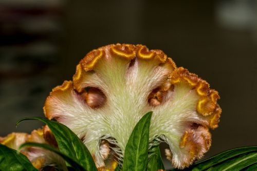 cockscomb celosia cristata plant