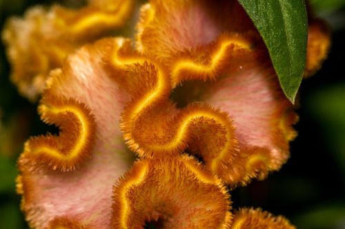 cockscomb celosia cristata plant