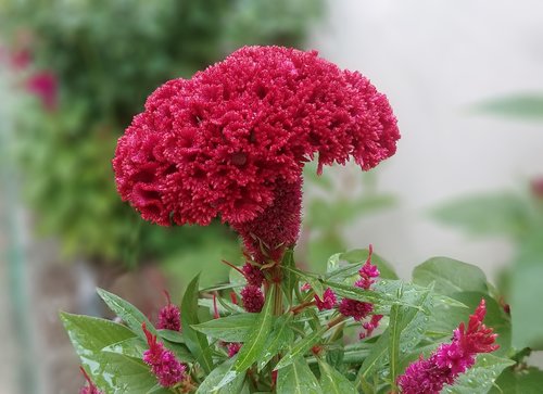 cockscomb  flowers  red flower