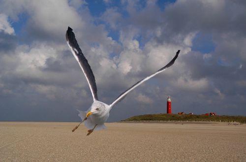 cocksdorp seagull texel