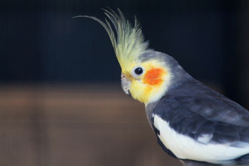 cocktail parrot posing