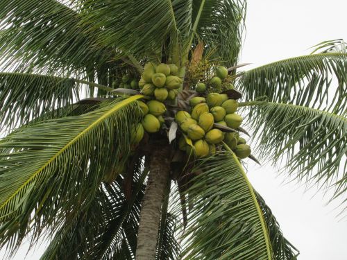 coco palm tree flying