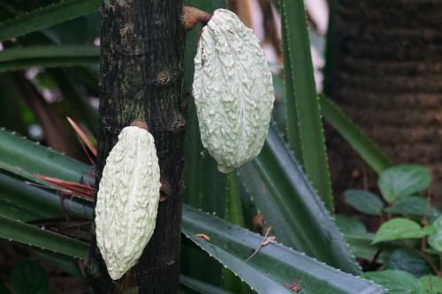 cocoa fruit seeds