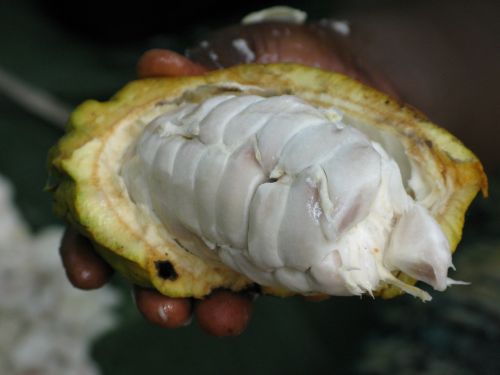 cocoa pod food