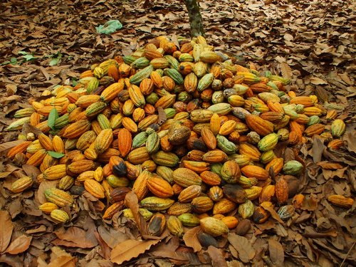 cocoa  pará  agriculture