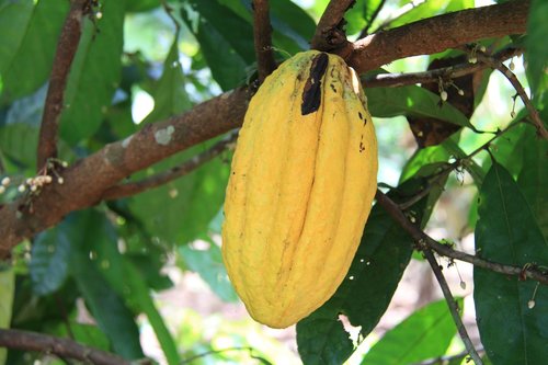 cocoa  amazonia  ecuador