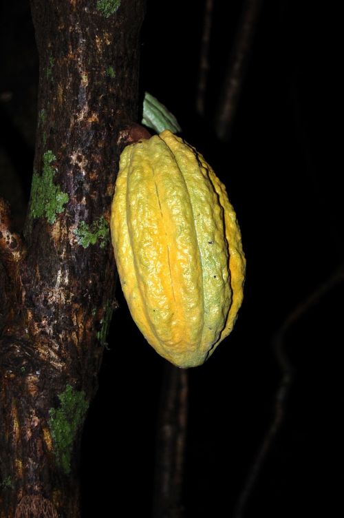 cocoa fruit vegetables