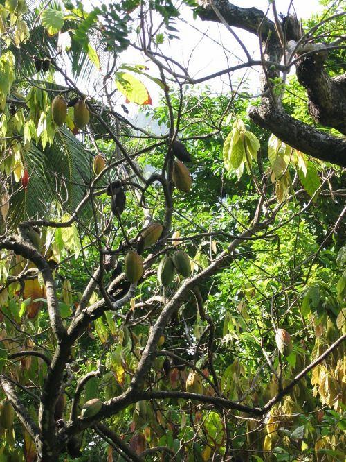 cocoa cocoa beans plant