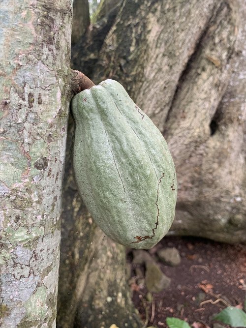cocoa pod chocolate  jungle rain-forest green  chocolate