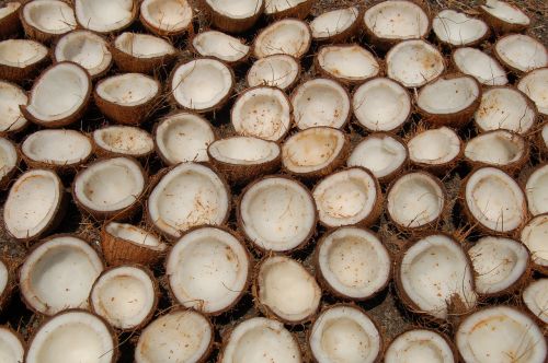 coconut india still life