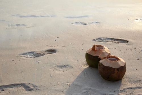 coconut beach holiday