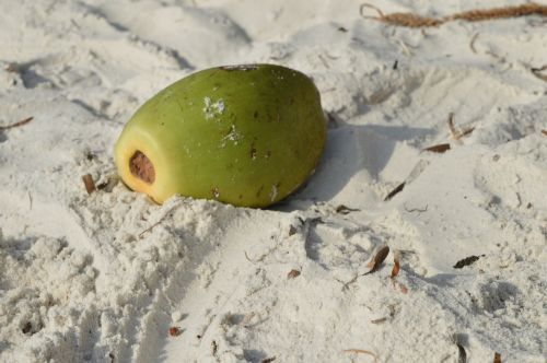 coconut sand beach