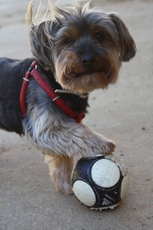 coconut dog pet