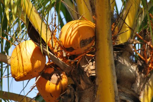 coconut palm yellow